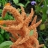 Amaranthus paniculatus 'Hot Bisquit' -- 'Kupfergold'-Fuchsschwanz